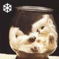 Лежащий в банке котенок