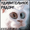 Белый кот с большими глазами