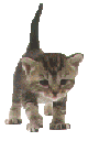 Смешной котенок