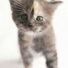Котенок