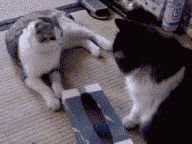 Дерущиеся коты