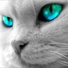 Изображение голубоглазого кота