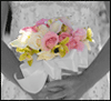 3_1516.gif