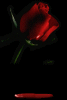 Weeping by red tear scarlet rose