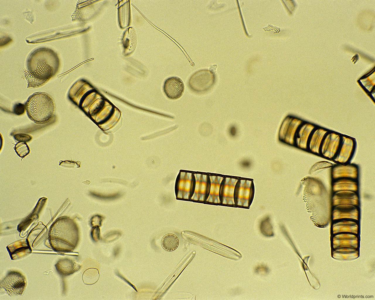 plankton.jpg