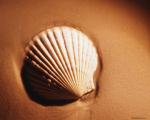 shell001.jpg