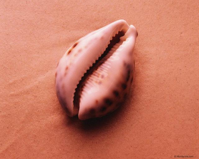 shell002.jpg