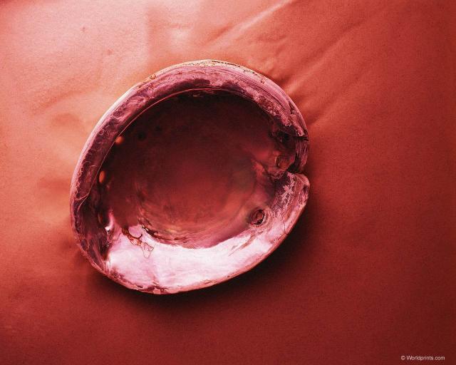 shell003.jpg