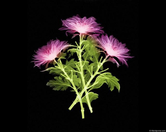 xray_3flowers.jpg