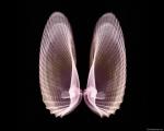xray_clamshell.jpg