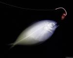xray_fishbait.jpg