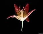 xray_flower.jpg