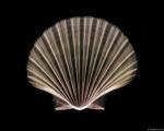 xray_scallopshell.jpg