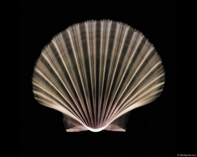 xray_scallopshell.jpg