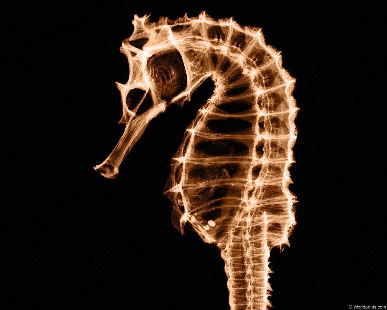 xray_seahorse1.jpg