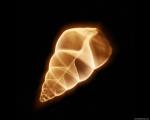 xray_shell2.jpg