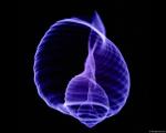 xray_snailshell.jpg