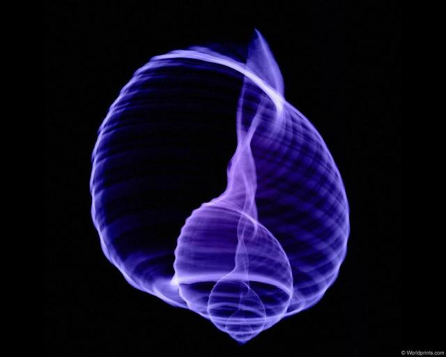 xray_snailshell.jpg
