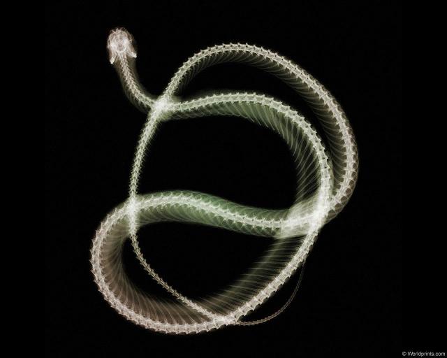 xray_snake2.jpg