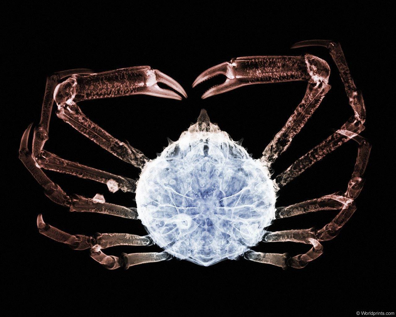 xray_spidercrab.jpg