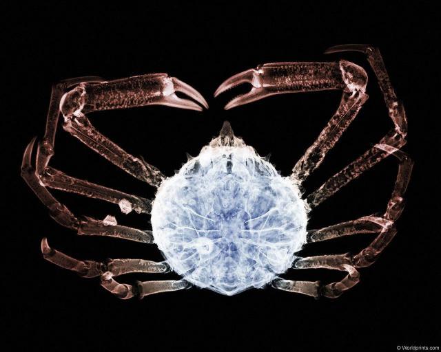 xray_spidercrab.jpg