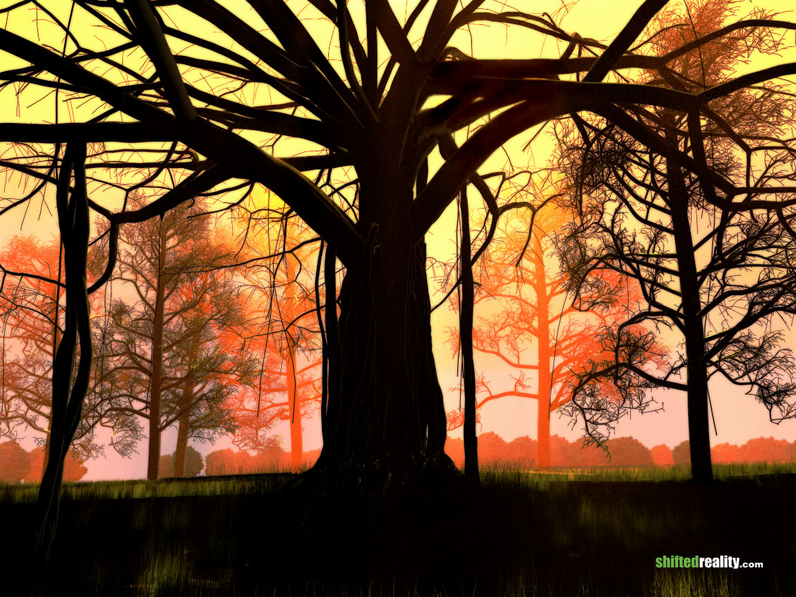 banyan.jpg