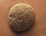 coral001.jpg