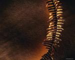 dried_fern002.jpg