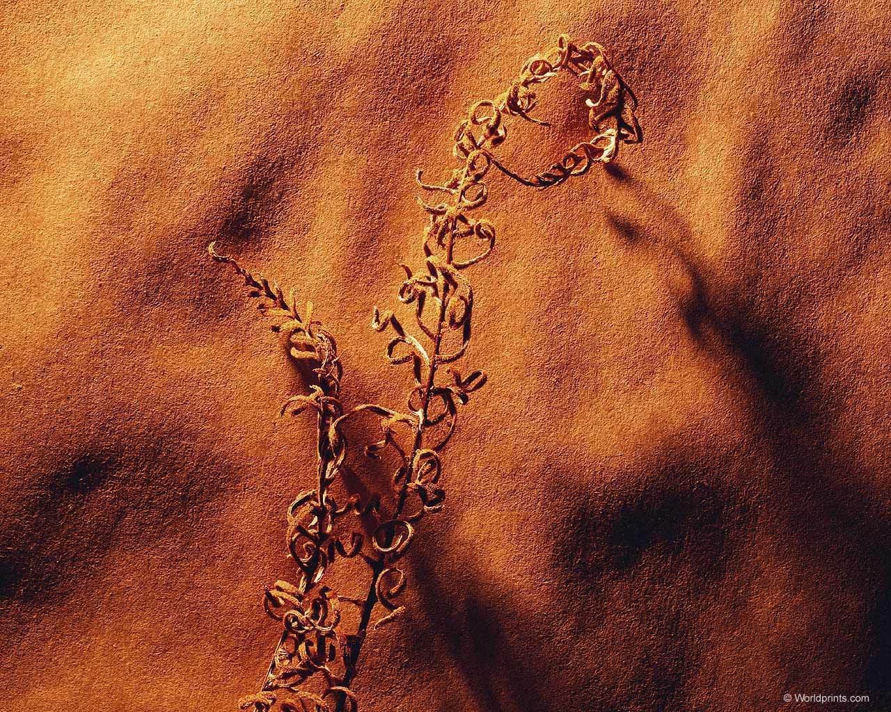 dried_fern003.jpg