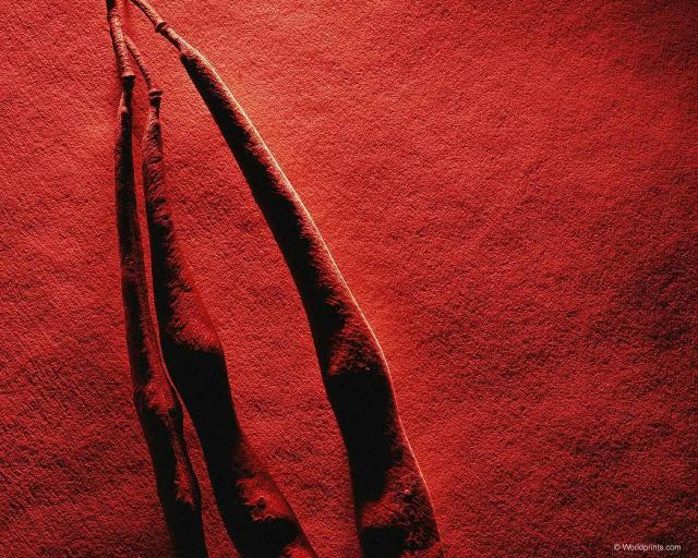 dried_seedpod003.jpg