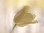 Pastel Petals.jpg