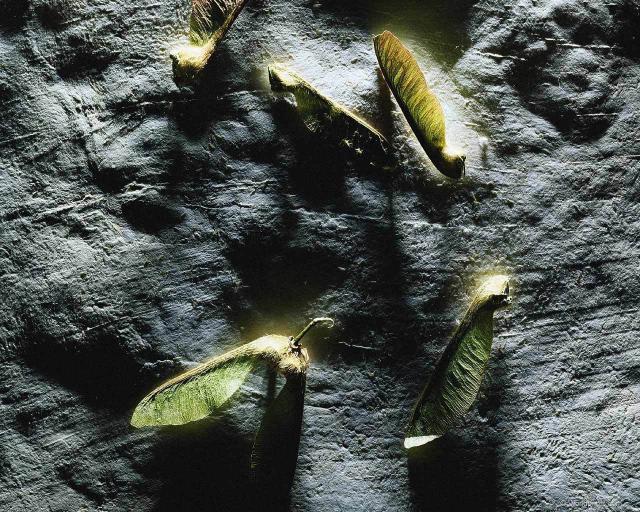 seeds001.jpg