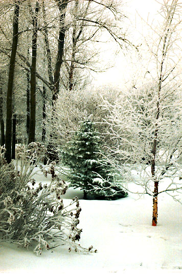 Photography of trees in a winter wood