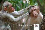 фото с обезьянками рекламирующими компанию Яндекс