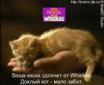 Прикол с рекламой Вискас