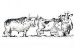 cartoon milking