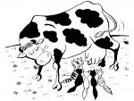 funny picture with a cow and cats