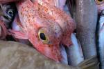 0303_fish.jpg