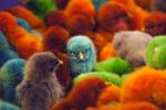 Photo of colorful fluffy balls