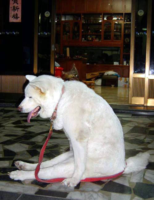 0612_dog.jpg