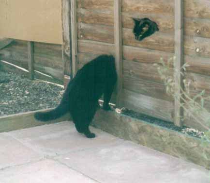 cat's body parts