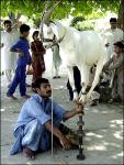 Photo of Dancing Goat