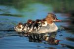 ducklings on a raft