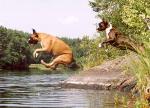 dog synchronized diving