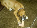 0920_dog2.jpg