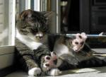 0925_cat.jpg