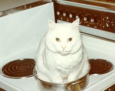 вы не любите кошек - вы просто не умеете их готовить