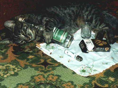 кошачий разгул