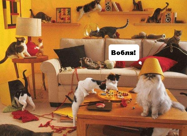 вечеринка по-кошачьи