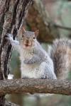 20_squirrels_43962.jpg